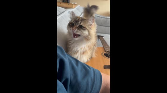 Siberian cat surprises with snake-like meow in Amsterdam, Netherlands