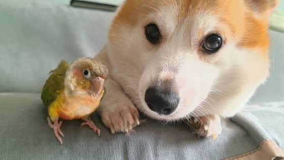 Bird playfully pecks dog’s tooth and paw in Jiangsu, China