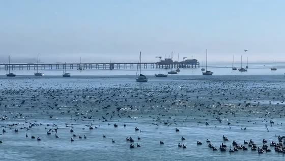Thousands of seabirds gather for feeding frenzy in Port San Luis, USA