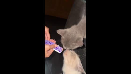 Cat bites another’s tongue while eating treats in Batangas City, Philippines