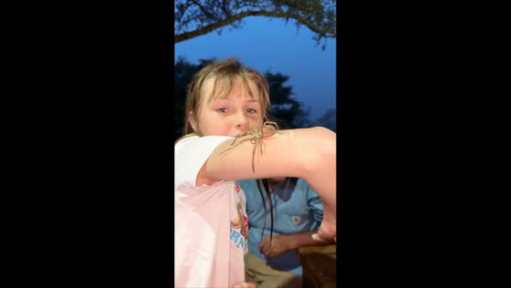 Up-close encounter with a large wolf spider in Eastern Cape, South Africa