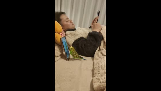 Budgie mesmerized by smartphone while owner relaxes in Guizhou, China