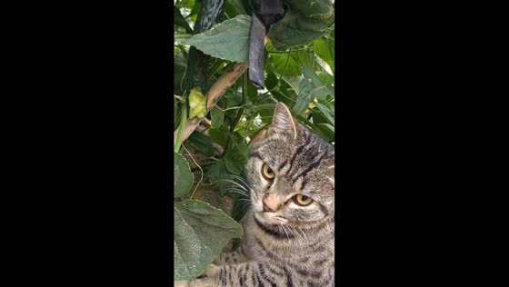 Cat calmly munches on cucumber in Xinjiang, China