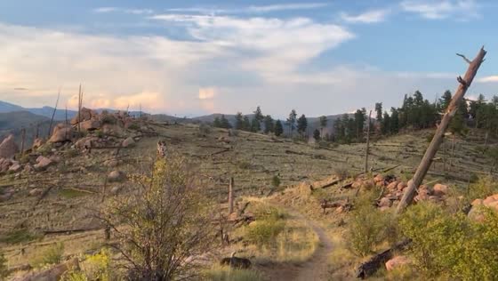 Biking through fire-prevented trails in Pike National Forest, Colorado