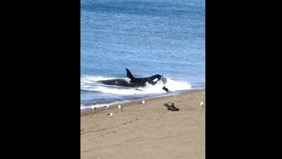 Orca attacks sea lion pup on Argentinian beach