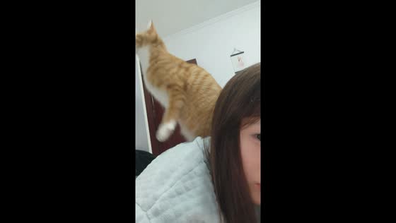 Cat’s jump causes bedding mishap in Hebei, China
