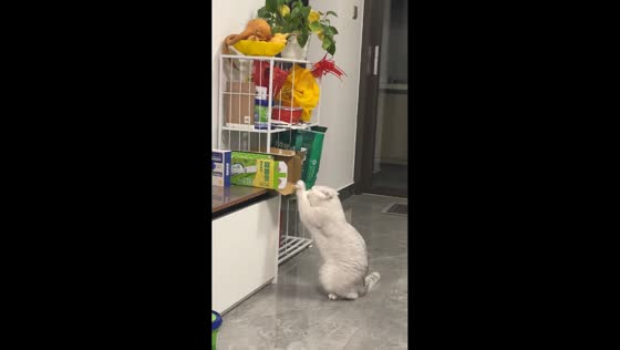 Curious cat scratches snack box in Guangdong, China