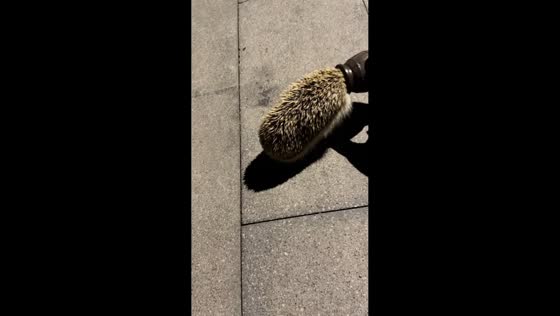Hedgehog gets head stuck in toy barrel in Anhui, China