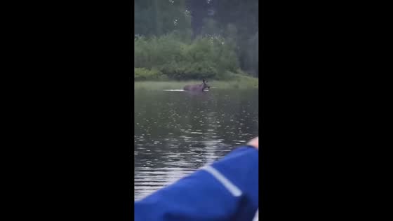 Moose wades through water to chase boaters in Sysslebäck, Sweden
