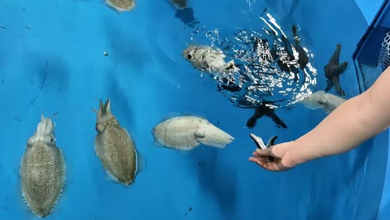 Cuttlefish change colors while being hand-fed in Sanya, Hainan, China