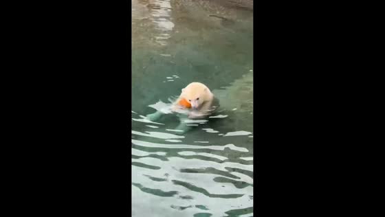 Laerke the polar bear plays with pumpkin at Point Defiance Zoo, Tacoma, USA