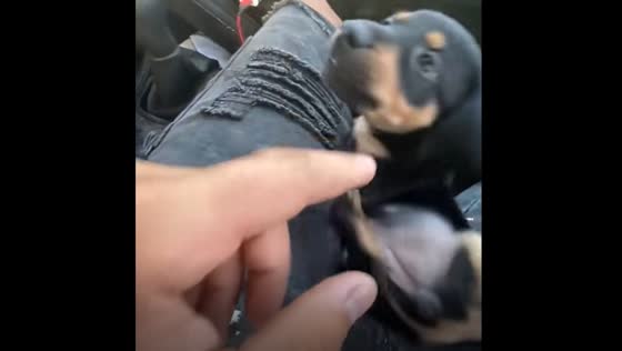 Puppy falls off passenger seat and is picked up