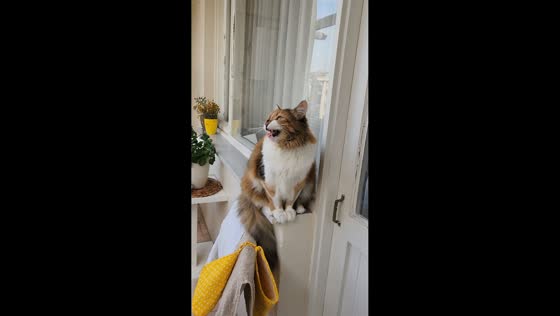 Cat mimics seagull sound in Istanbul, Turkey