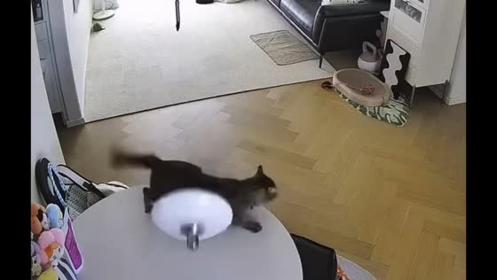 Cat startled as droplight lamp suddenly falls in Zhejiang, China