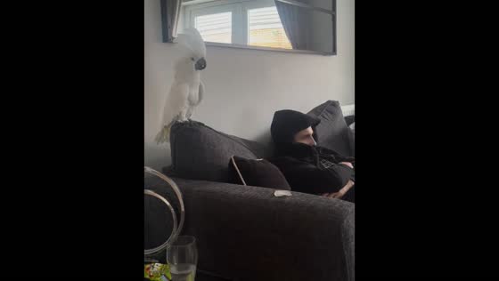 Cockatoo's loud squawks send owner ducking in Durham, England
