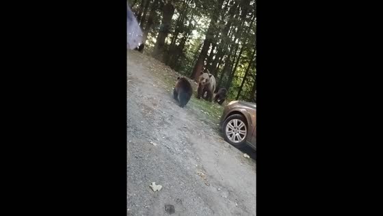 Bears spotted along Transfăgărășan road in Romania