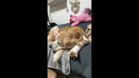 Golden retriever tolerates playful kitten on bed in Jiangsu, China