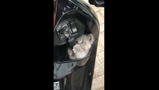 Playful kitten takes charge: motorbike key fun in Pasuruan, Indonesia