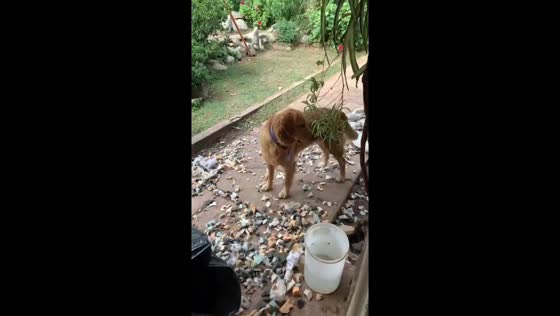 Mayhem in Merlo: one-year-old dog Pampa wreaks havoc, destroys mattress 