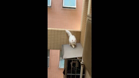 Cat falls between apartment levels after walking along a high ledge in Guangdong, China