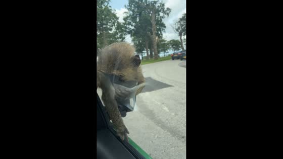 Playful monkeys swarm car at Knowsley Safari in Prescot, England
