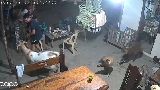 Goats crash New Year’s celebration in Echague, Isabela, Philippines