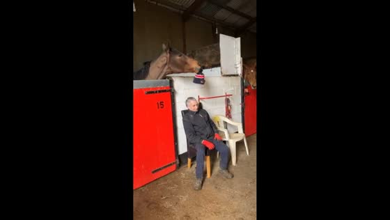 Playful horse steals man’s hat at Link House Farm in Northumberland, England, UK