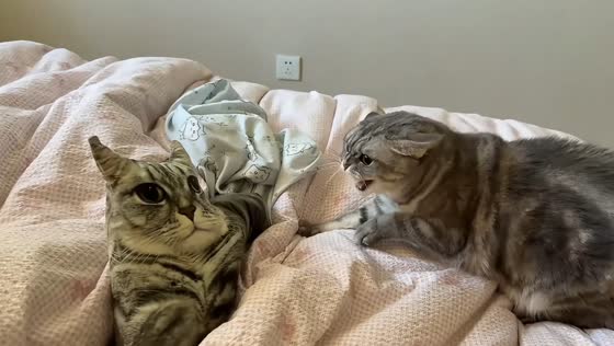 Cat hilariously startled by realistic cat-shaped pillow in Liaoning, China