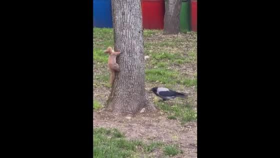 Battle of wits: squirrel outsmarts persistent crow in Gorky Park chase