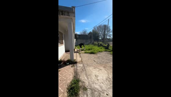 Poodle accidentally hits pole while jumping to catch toy in Laboulaye, Argentina