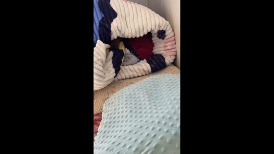 Puppy hides under a blanket during a game of hide-and-seek in Hebei , China