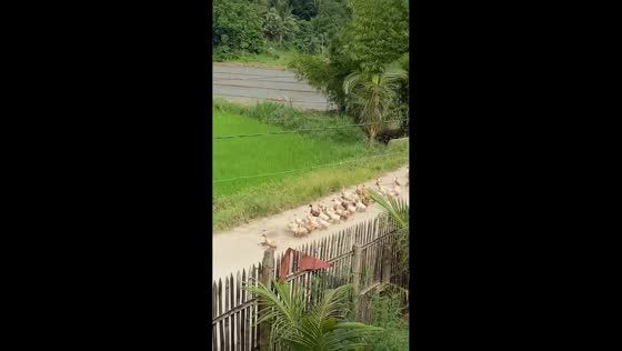 Ducks spotted marching in line in Iloilo, Philippines