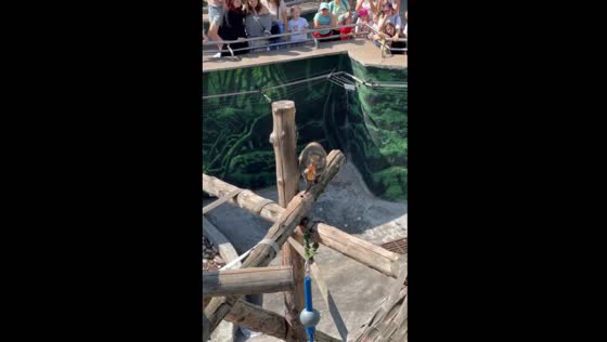 Monkey throws away phone at Moscow Zoo