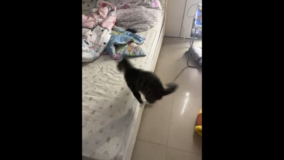 Kitten struggles to lift toy on bed in Jiangsu, China