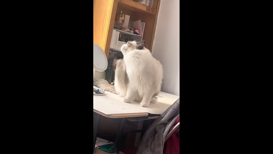 Cat puzzled by squeaky table sounds in Liaoning, China
