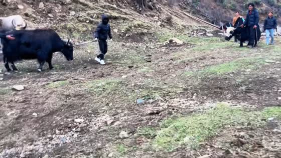 People scatter as yaks fight in Tibet, China