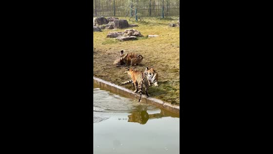 Two tigers engage in a sudden fight in Jiangsu, China