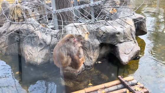 Monkey rows bamboo raft to comfort lonely friend in Jiangsu, China