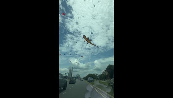 Giant lizard kite spotted flying in Bintulu, Malaysia