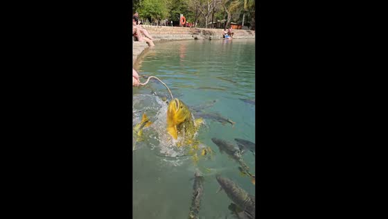 Playful fish encounter sends child tumbling into the water in Bonito, Brazil