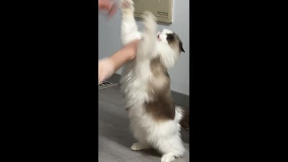 Playful but feisty cat swipes at owner in Jiangsu, China