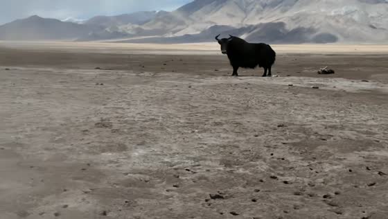Wild yak charges toward vehicle in Gansu, China