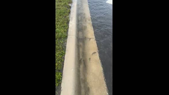 Small fish spotted in flooded road after Hurricane Milton in Lakeland, Florida