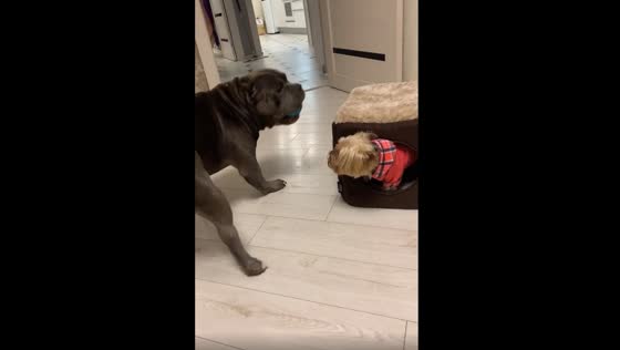 A Yorkshire terrier gets mad when the American bully takes his toy.