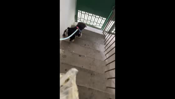 Dog goes bunny hopping down the stairs in Jiangsu, China