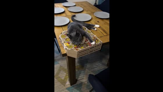 Cat clings to pizza boxes in Kyiv