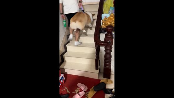 Tired corgi gets a lift upstairs after a long walk in Jiangsu, China