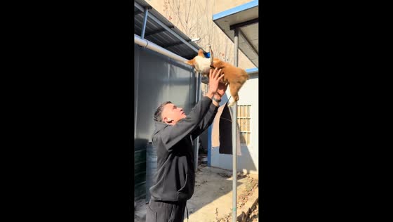 Puppy unexpectedly lands on roof during playful toss in Henan, China