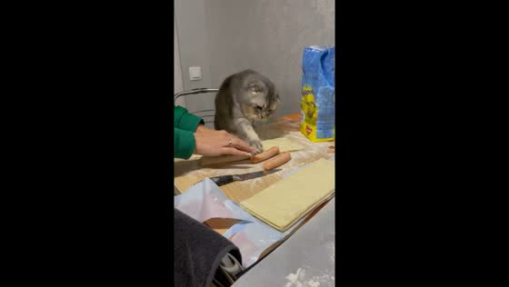 Cheeky Christmas cat: feline feast fiasco caught on camera!