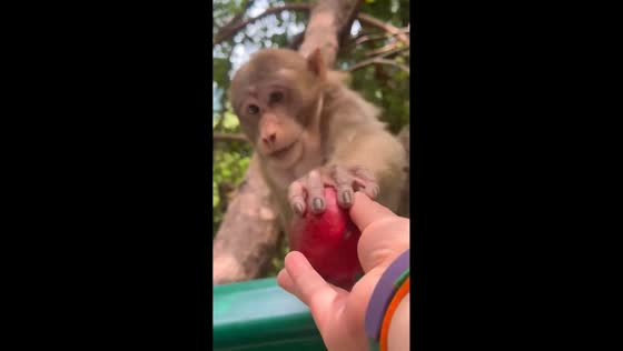 Polite macaque accepts fruit from driver in Anhui, China